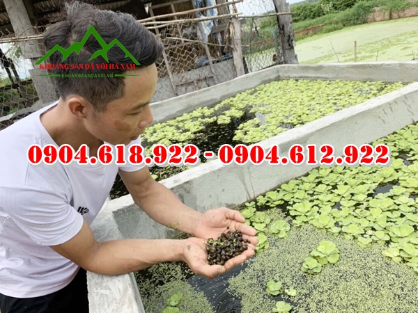 cach-su-dung-khoang-dolomite-trong-nuoi-oc (6)