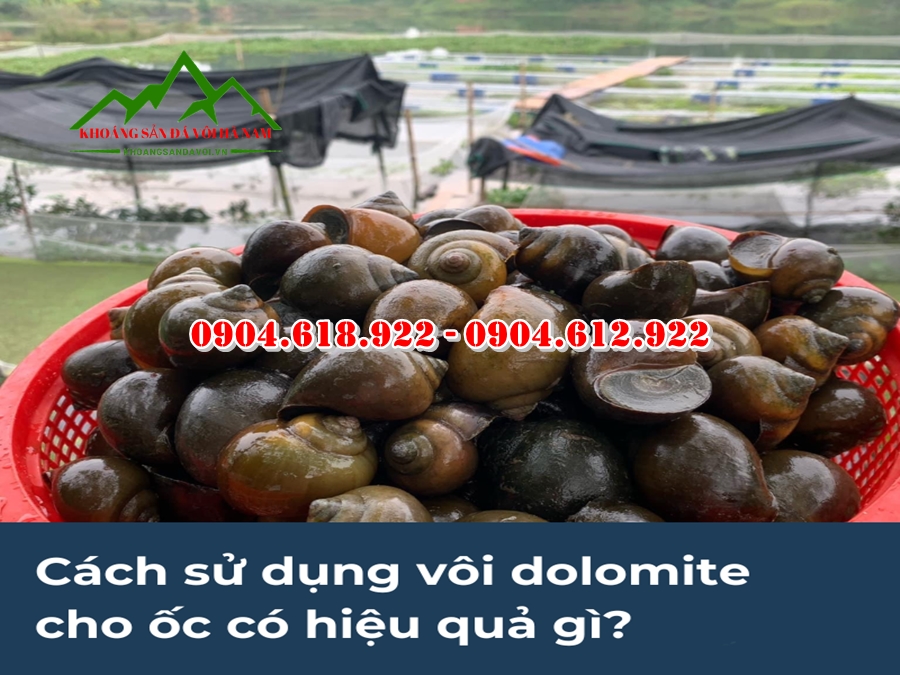 cach-su-dung-khoang-dolomite-trong-nuoi-oc (2)