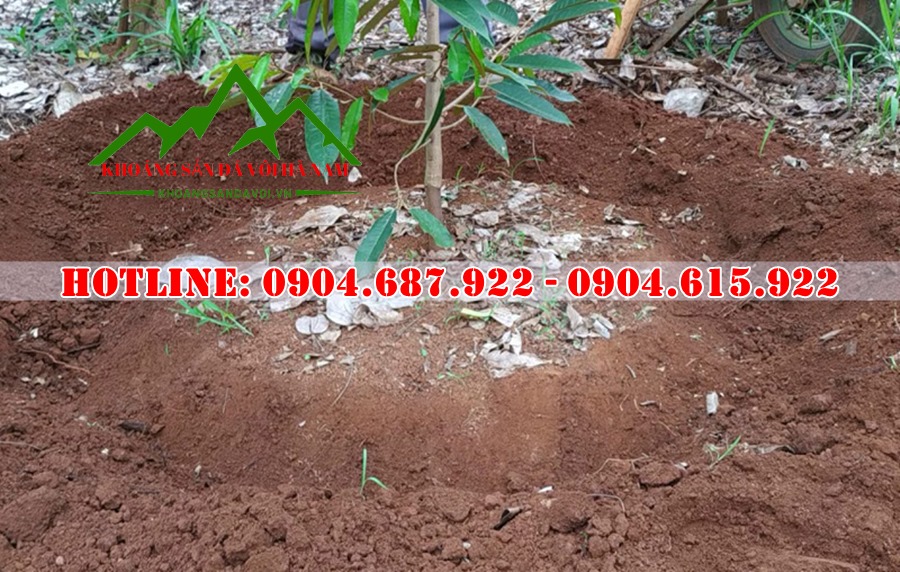 hướng dẫn bón vôi cho sầu riêng hiệu quả