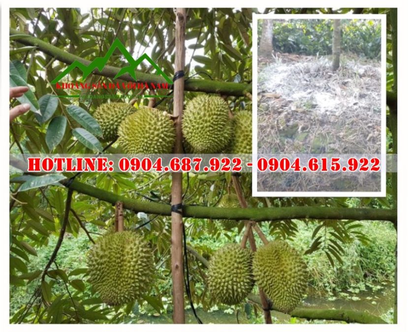 các bón vôi cho sầu riêng