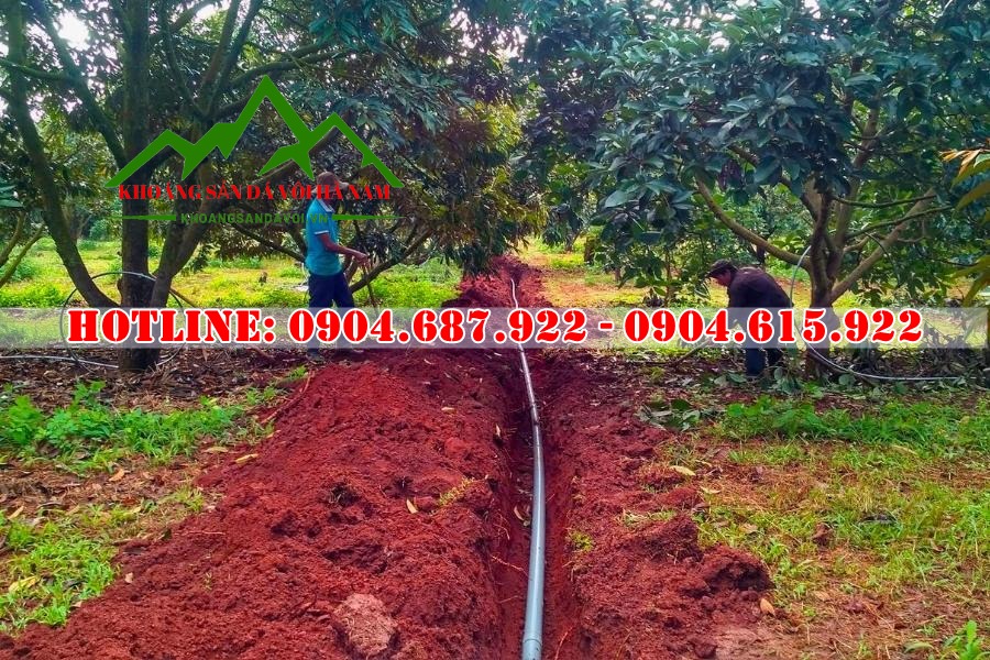 Cách bón vôi cho sầu riêng