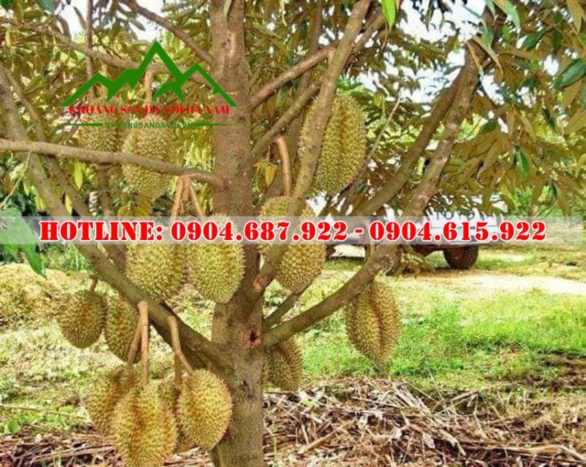 Vôi nông nghiệp bón sầu riêng