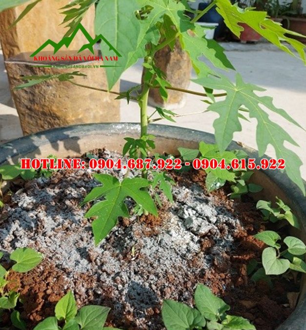 dolomite nông nghiệp