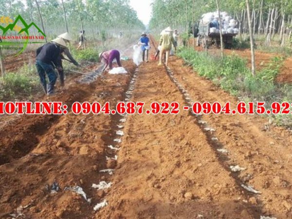 Cung cấp vôi nông nghiệp tại tây nguyên