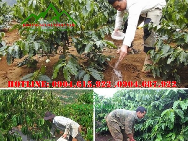 tong-kho-voi-boy-voi-cuc