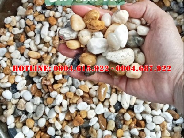 soi-trang-tri-san-vuon