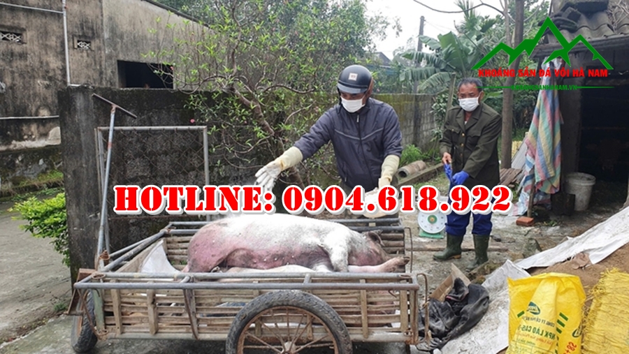 cach-su-dung-voi-khu-trung-chong-dich-ta-lon-chau-phi (2)