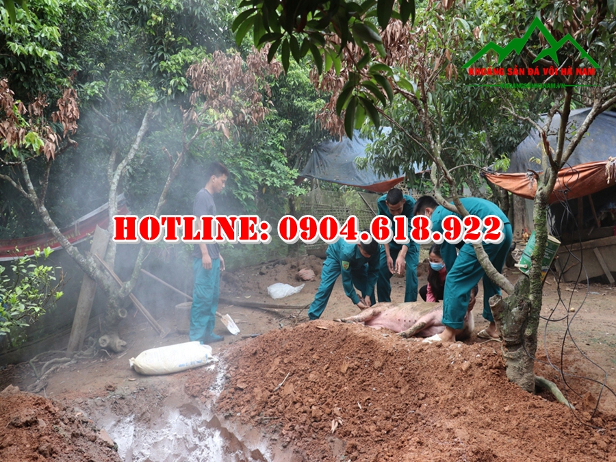 cach-su-dung-voi-khu-trung-chong-dich-ta-lon-chau-phi (3)